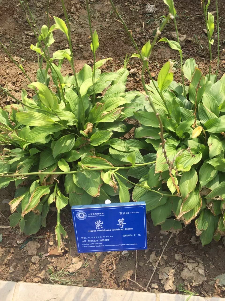 北京葯用植物研究所领导到黄院实地考察洽谈合作